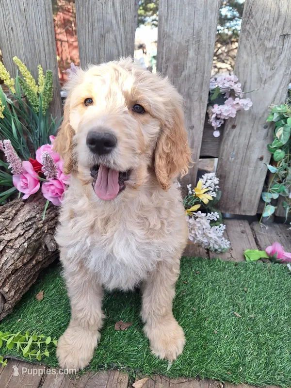 Charlie – Goldendoodle puppy for sale in Centerville, IA