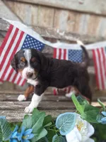 Ranger., a female Bernese Mountain Dog and Golden Retriever for sale in Centerville, IA – 5 of 10
