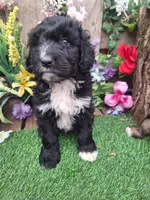 Bear, a male Bernedoodle for sale in Centerville, IA – Photo 5 of 8