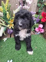 Bear, a male Bernedoodle for sale in Centerville, IA – Photo 7 of 8