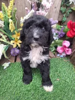 Bear, a male Bernedoodle for sale in Centerville, IA – Photo 3 of 8