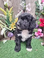 Bear, a male Bernedoodle for sale in Centerville, IA – Photo 2 of 8