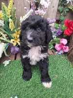 Bear, a male Bernedoodle for sale in Centerville, IA – Photo 8 of 8
