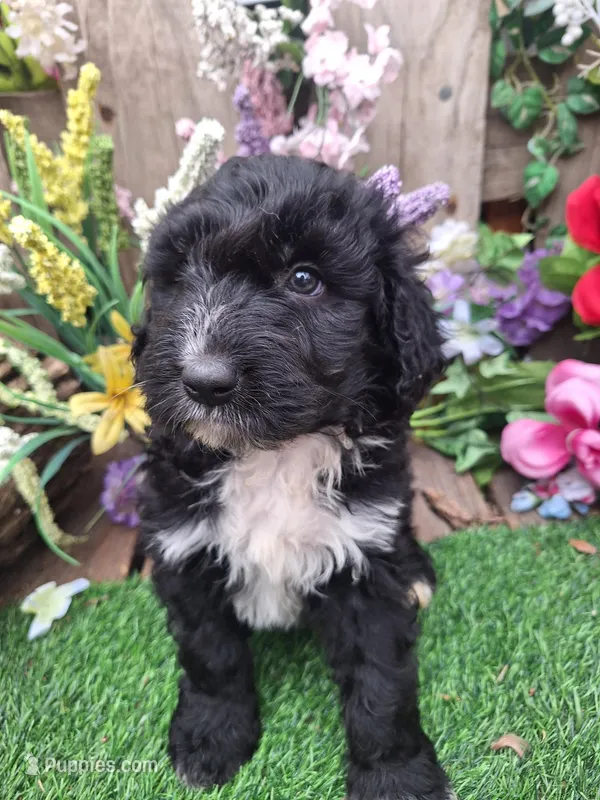Bear – Bernedoodle puppy for sale in Centerville, IA