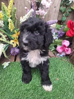 Bear, a male Bernedoodle for sale in Centerville, IA – Photo 4 of 8