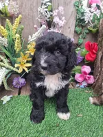 Bear, a male Bernedoodle for sale in Centerville, IA – Photo 6 of 8