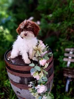 Sherri., a female Miniature Goldendoodle for sale in Centerville, IA – 8 of 8
