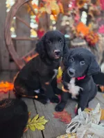 Maya, a female Golden Mountain Dog for sale in Centerville, IA – 5 of 5
