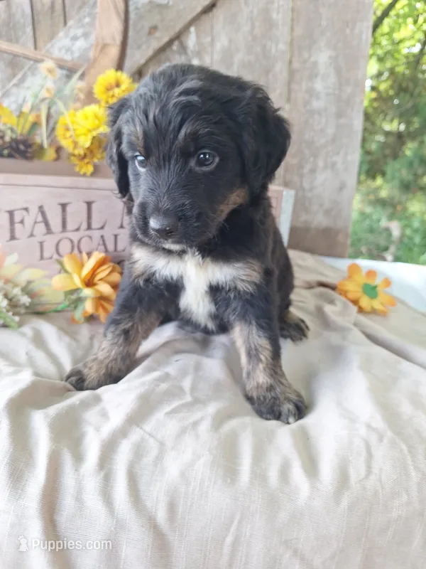 Black bart – Bernedoodle puppy for sale in Centerville, IA