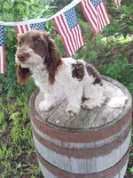 Todd, a male Doxiepoo and Miniature Dachshund for sale in Centerville, IA – 4 of 8