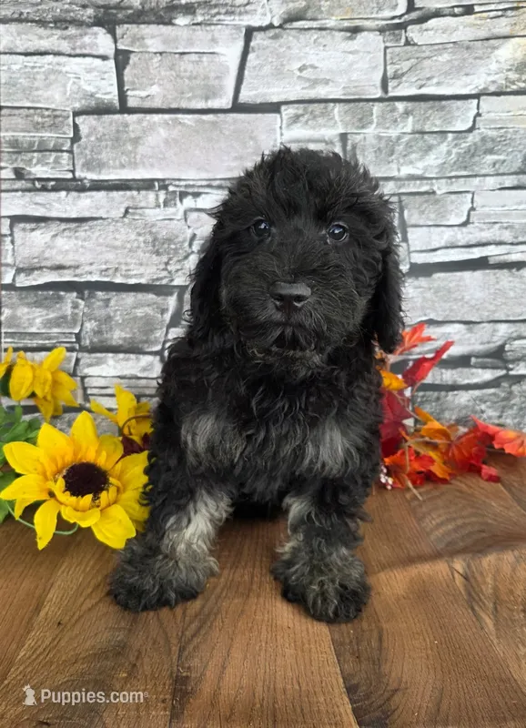 River – Bernedoodle puppy for sale in Centerville, IA