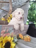 Luna., a female Goldendoodle for sale in Centerville, IA – 8 of 10