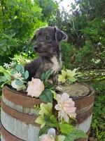 Lucy, a female Jack Russell Terrier and Poodle - Toy  for sale in Centerville, IA – 4 of 5
