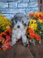 Shelley, , a female Goldendoodle for sale in Centerville, IA – 5 of 8
