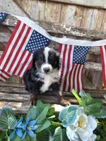 Cooper, a male Bernedoodle for sale in Centerville, IA – 5 of 8