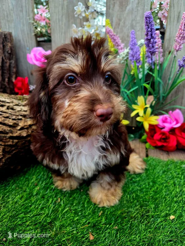 Ellie – Miniature Goldendoodle puppy for sale in Centerville, IA