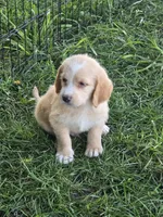 Filmore., a male Basset Hound and Poodle - Standard  for sale in Centerville, IA – 3 of 3