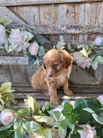 Honey, , a female Bernese Mountain Dog and Golden Retriever for sale in Centerville, IA – 4 of 9