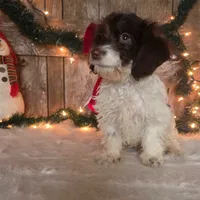 Rodney, a male Doxiepoo for sale in Centerville, IA – Photo 4 of 5