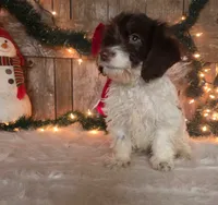 Rodney, a male Doxiepoo for sale in Centerville, IA – Photo 4 of 5