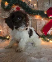 Rodney, a male Doxiepoo for sale in Centerville, IA – Photo 2 of 5