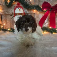 Rodney, a male Doxiepoo for sale in Centerville, IA – Photo 3 of 5