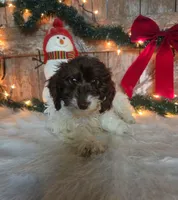 Rodney, a male Doxiepoo for sale in Centerville, IA – Photo 3 of 5