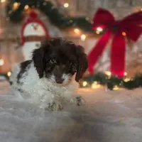 Rodney, a male Doxiepoo for sale in Centerville, IA – Photo 1 of 5
