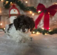 Rodney, a male Doxiepoo for sale in Centerville, IA – Photo 1 of 5