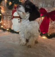 Rodney, a male Doxiepoo for sale in Centerville, IA – Photo 5 of 5