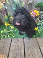 Rocky, , a male Goldendoodle for sale in Centerville, IA – 5 of 10