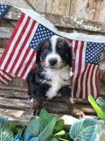 Cooper, a male Bernedoodle for sale in Centerville, IA – 7 of 8