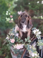 Princess long ears, a female Basset Hound for sale in Centerville, IA – 1 of 5