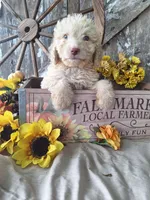 Charlie, a male Goldendoodle for sale in Centerville, IA – 6 of 7