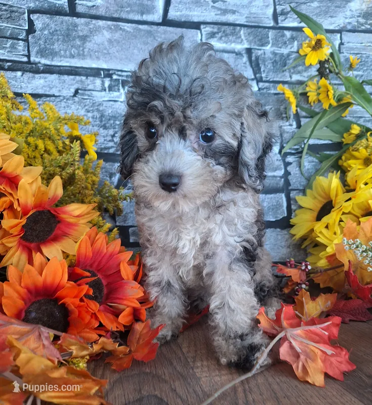 Shelley,  – Goldendoodle puppy for sale in Centerville, IA