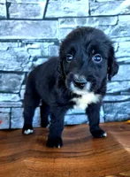 Sally, a female Golden Mountain Dog for sale in Centerville, IA – 2 of 3