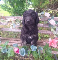 Gigi, a female English Goldendoodle for sale in Centerville, IA – 5 of 6