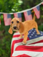 Mater, a male Basset Hound for sale in Centerville, IA – 2 of 4