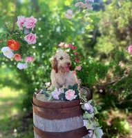 Abby, , a female Miniature Goldendoodle for sale in Centerville, IA – 2 of 7
