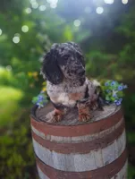 Bluey., a male Goldendoodle for sale in Centerville, IA – 3 of 5