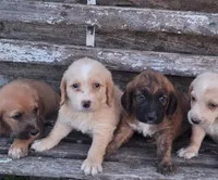 Sarge , a male Basset Hound and Poodle - Standard  for sale in Centerville, IA – 4 of 4