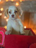 Classy, a female Goldendoodle for sale in Centerville, IA – Photo 7 of 10