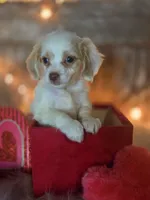 Classy, a female Goldendoodle for sale in Centerville, IA – Photo 1 of 10