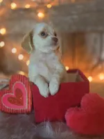 Classy, a female Goldendoodle for sale in Centerville, IA – Photo 4 of 10