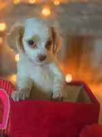 Classy, a female Goldendoodle for sale in Centerville, IA – Photo 10 of 10