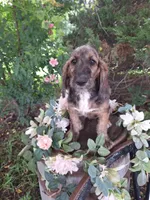 Princess long ears, a female Basset Hound for sale in Centerville, IA – 2 of 5