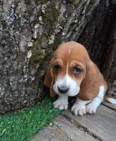 Fanny, a male Basset Hound for sale in Centerville, IA – Photo 3 of 3