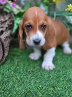 Fanny, a male Basset Hound for sale in Centerville, IA – Photo 2 of 3