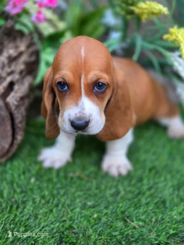 Fanny – Basset Hound puppy for sale in Centerville, IA