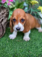 Fanny, a male Basset Hound for sale in Centerville, IA – Photo 1 of 3